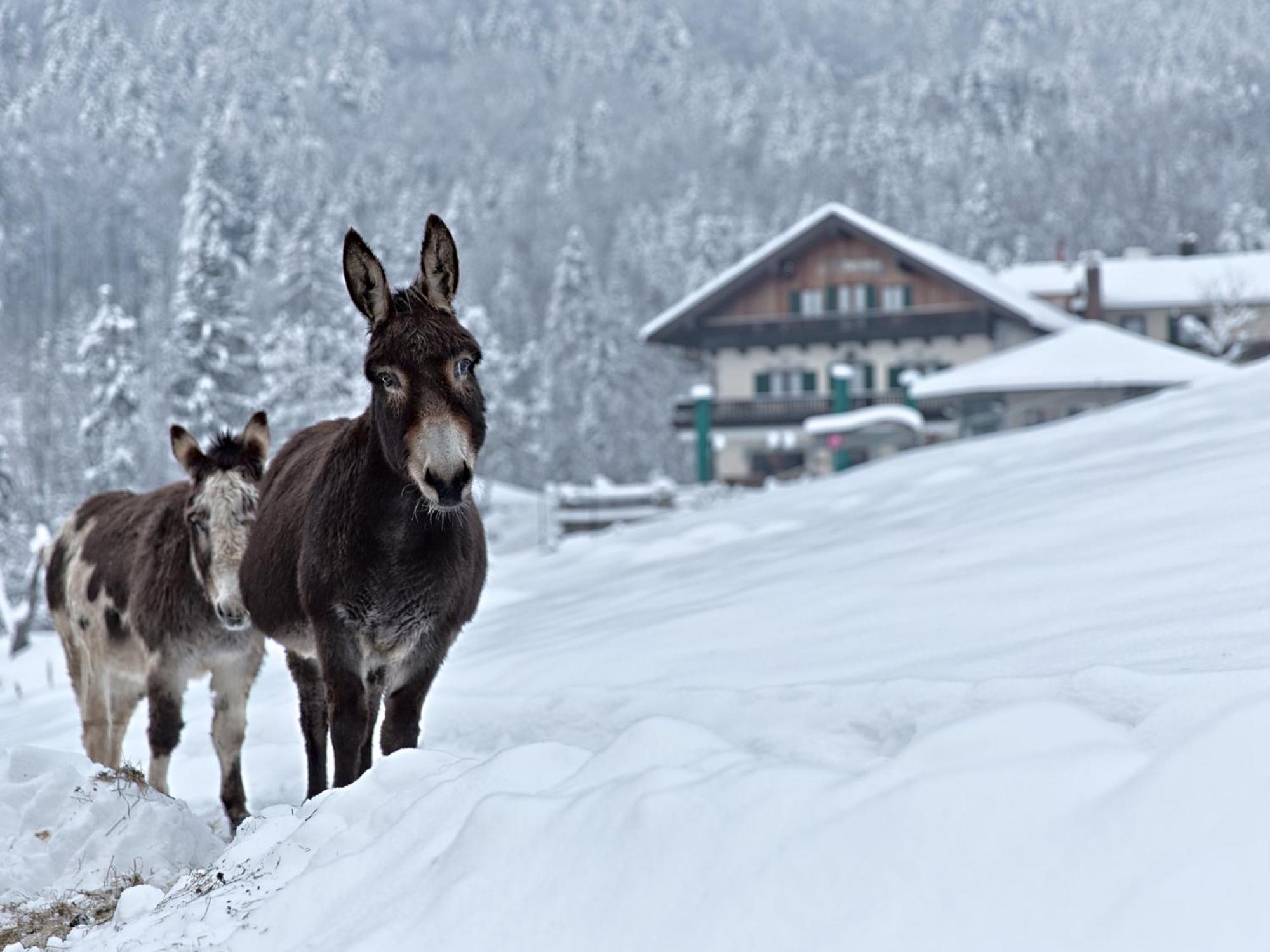 Berggasthof Hotel Duftbraeu I Ruhige Alleinlage I Mitten Im Gruenen Samerberg Extérieur photo